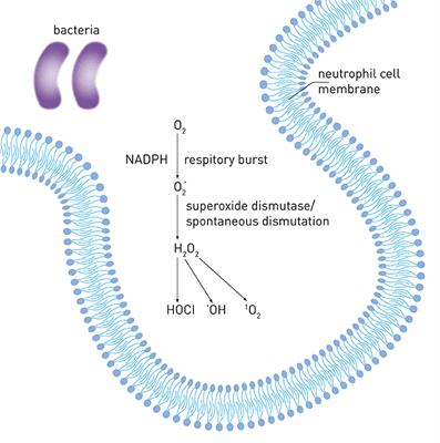 Oxidative Stress and Antioxidant System in Periodontitis